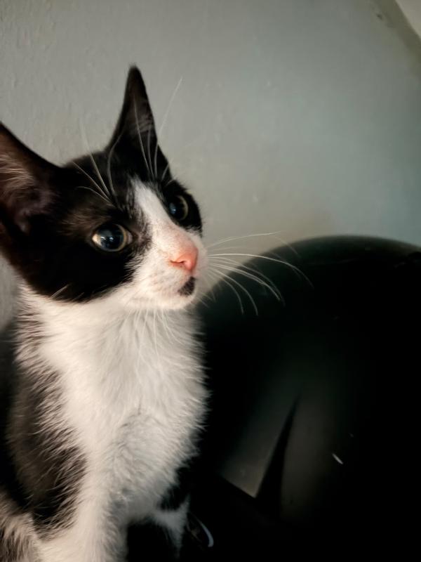 Kitty