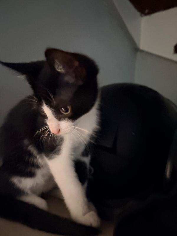 Kitty