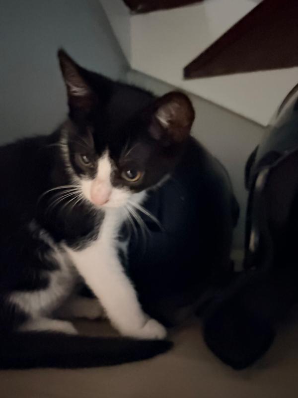 Kitty