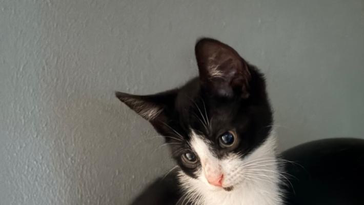 Kitty