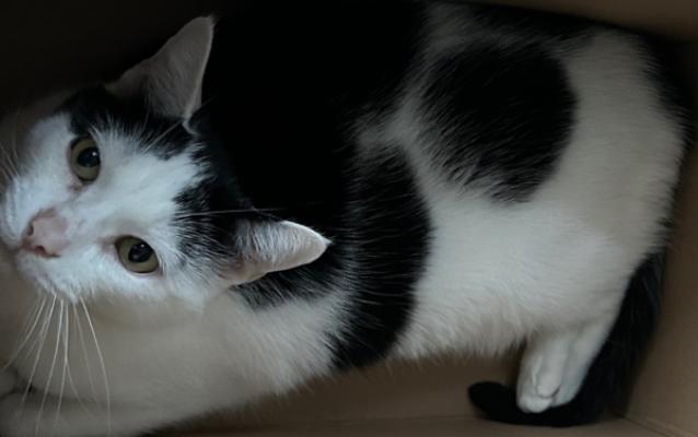 Gizmo