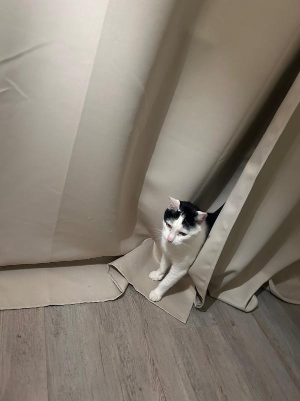 Gizmo