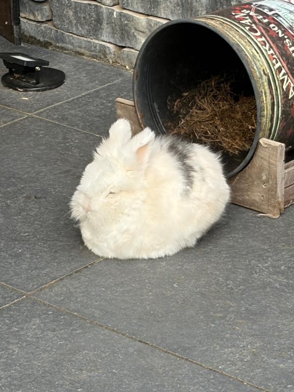 Snelle