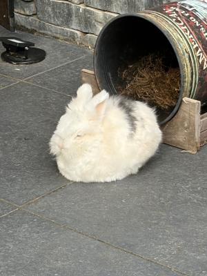 Snelle