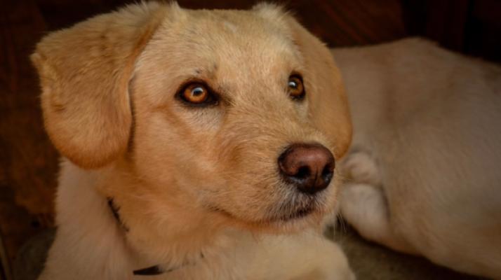 Jackson