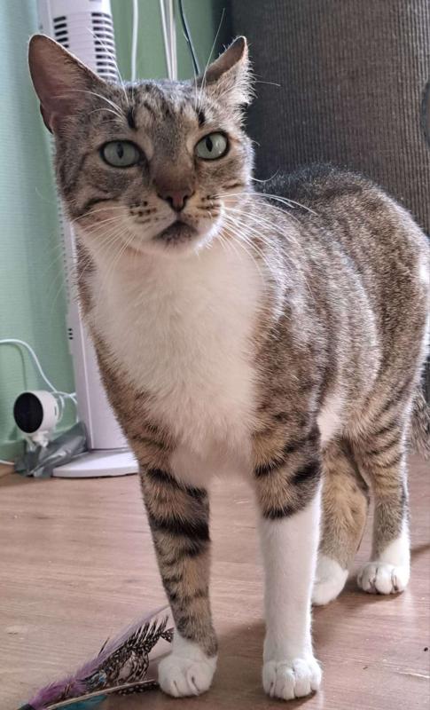 Callie