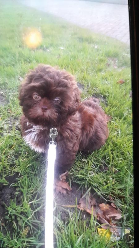 Bailey