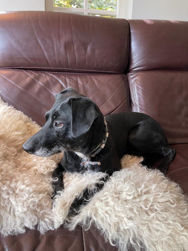 Pippa