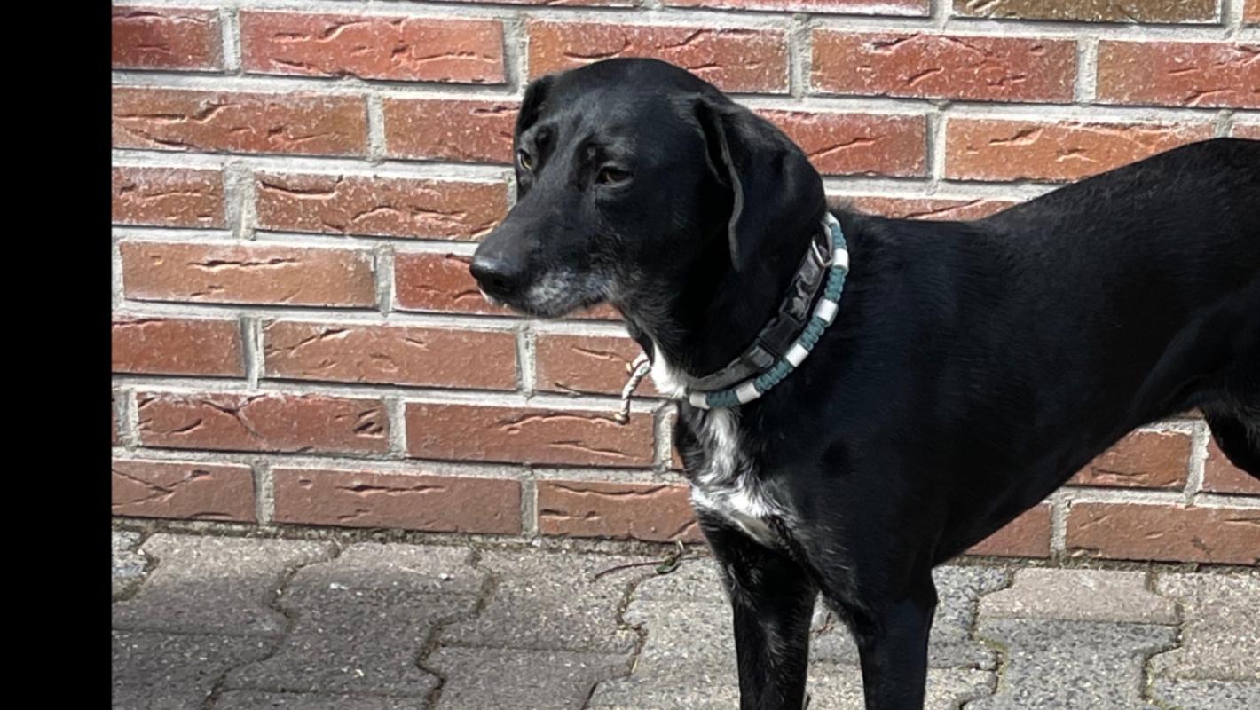 Pippa