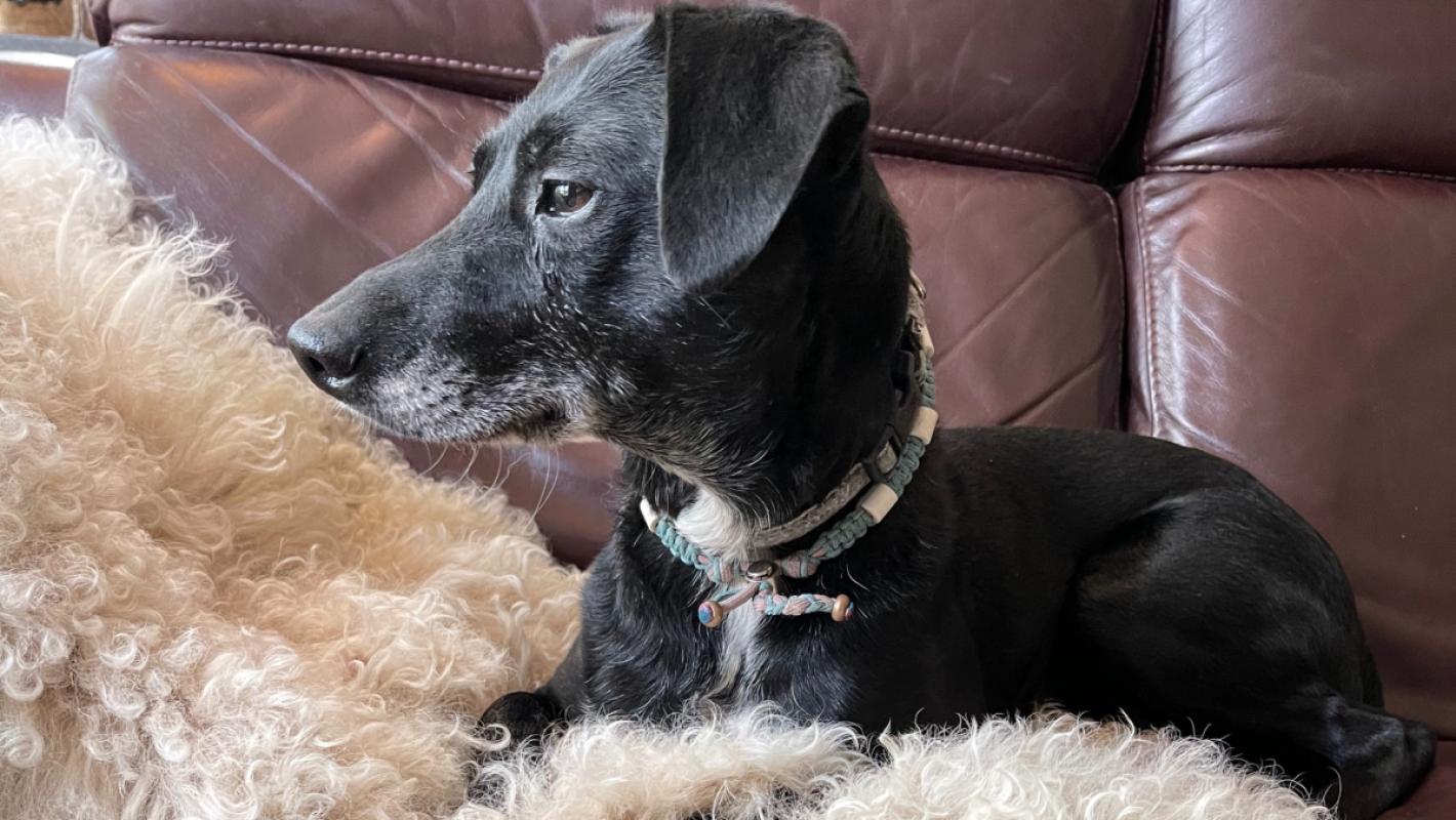 Pippa