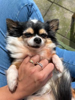 Pip