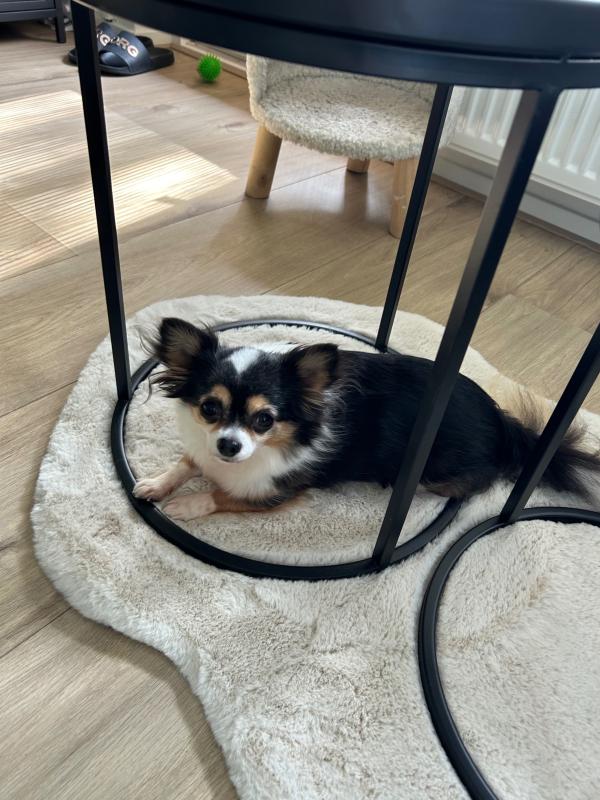 Pip