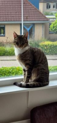 Hennie