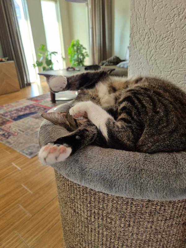 Hennie