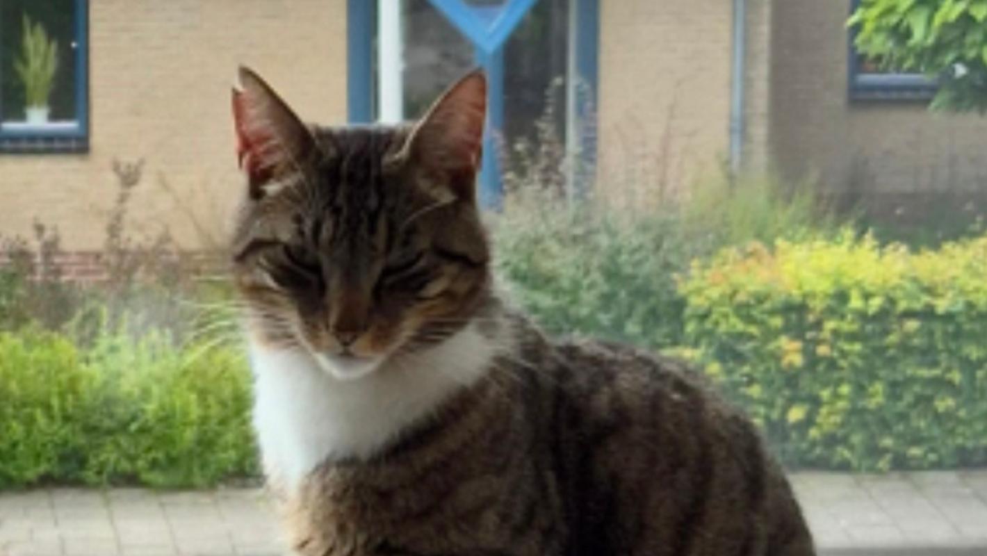 Hennie