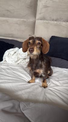 Frankie