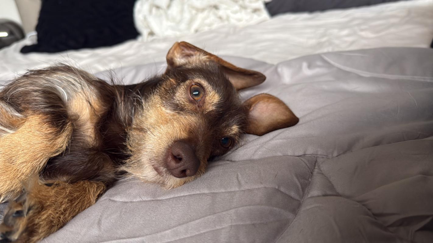 Frankie