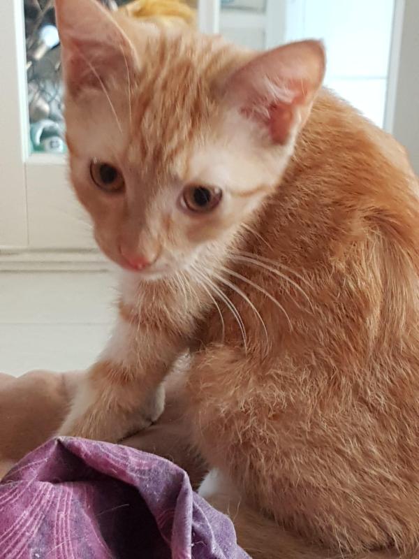 Kiara