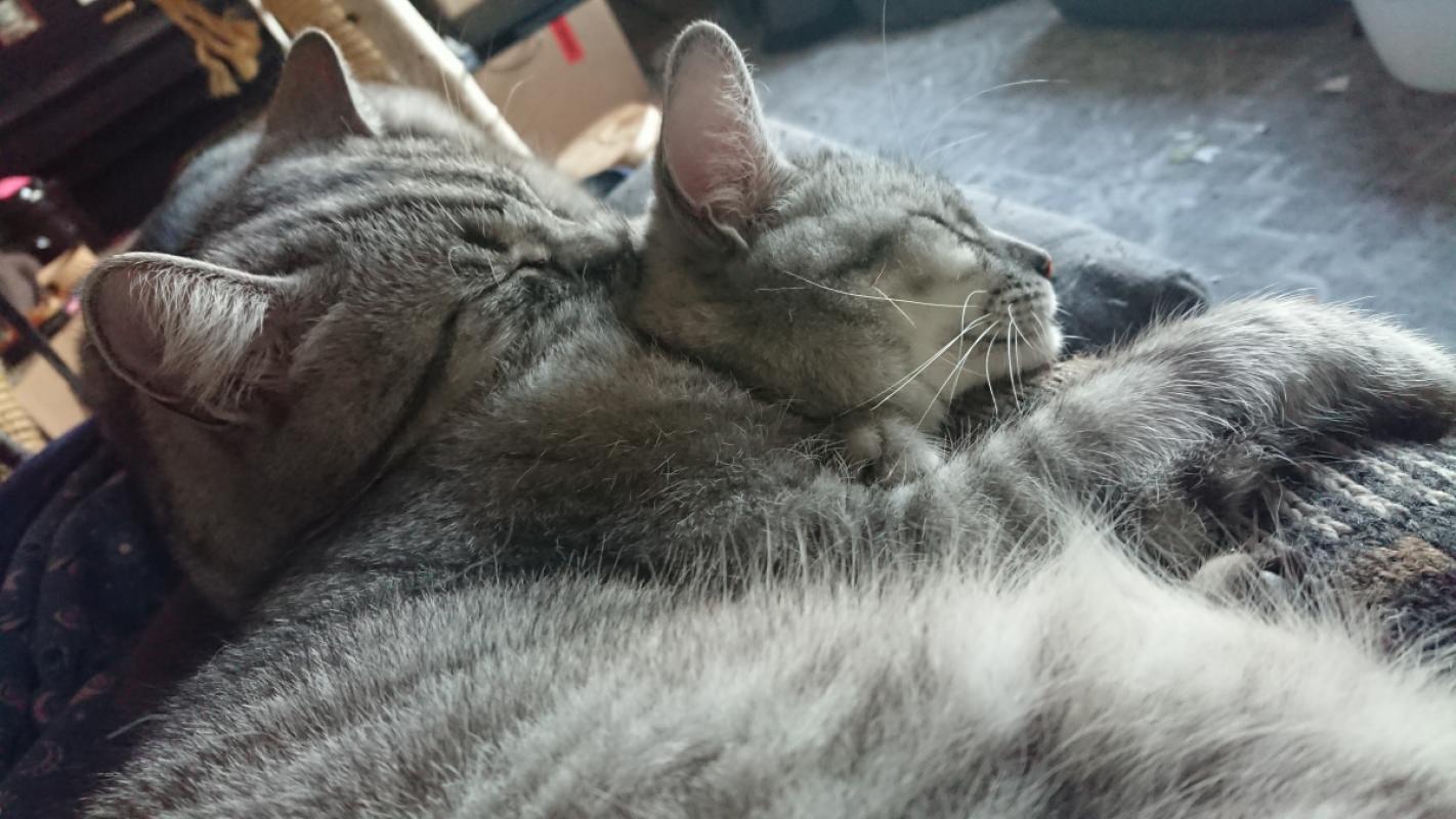 Moonpie