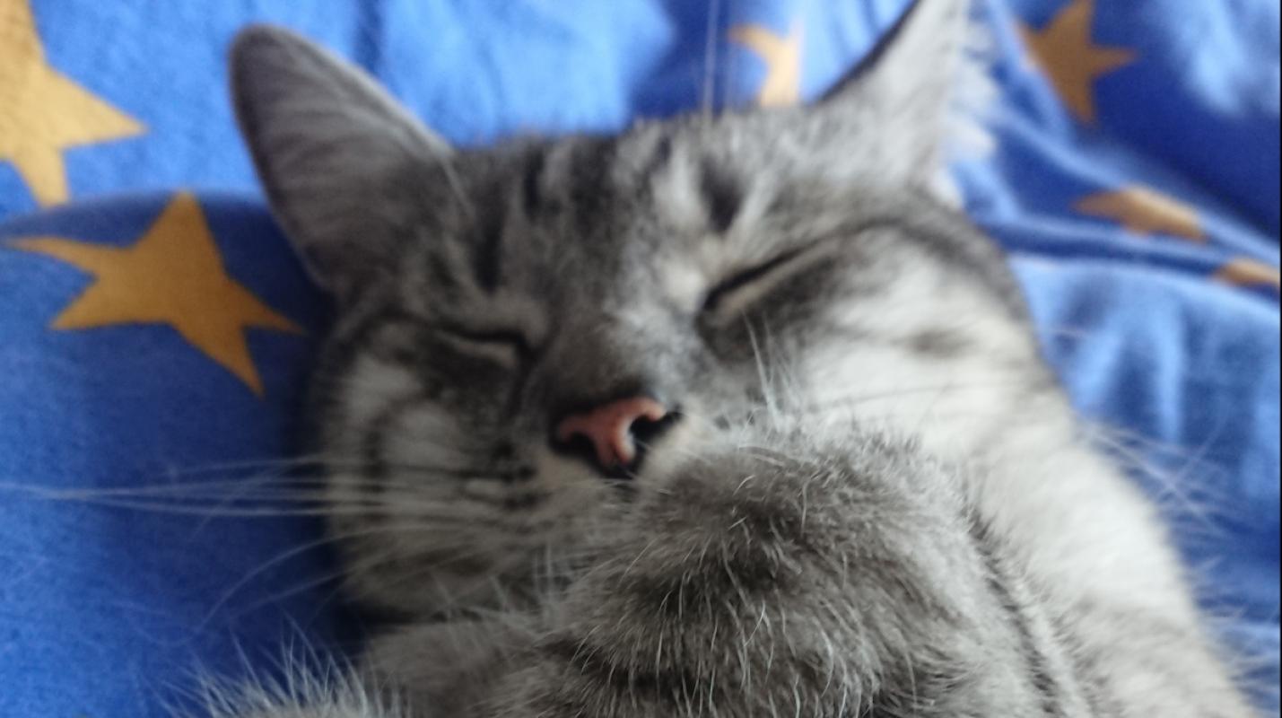 Moonpie