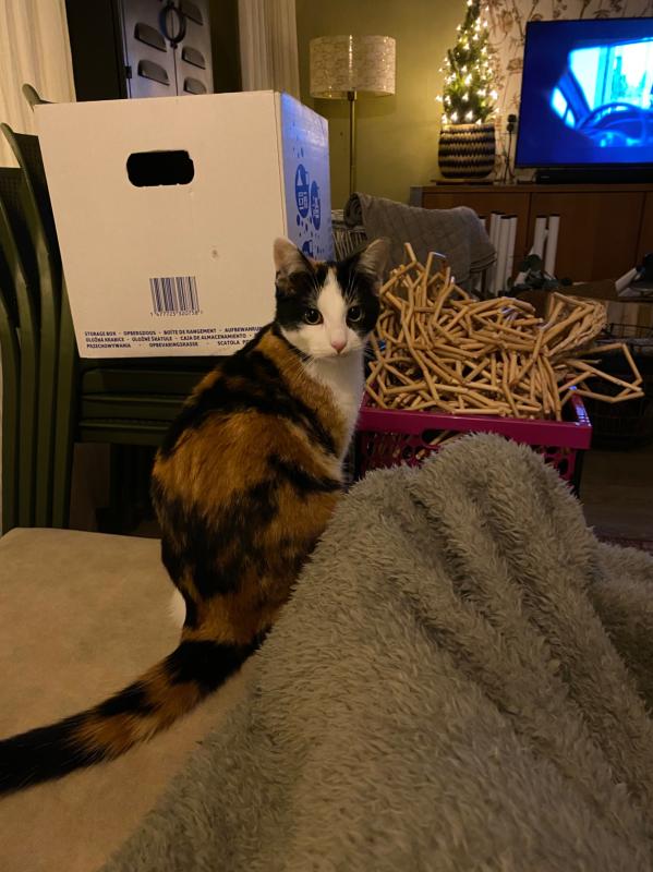 Amy