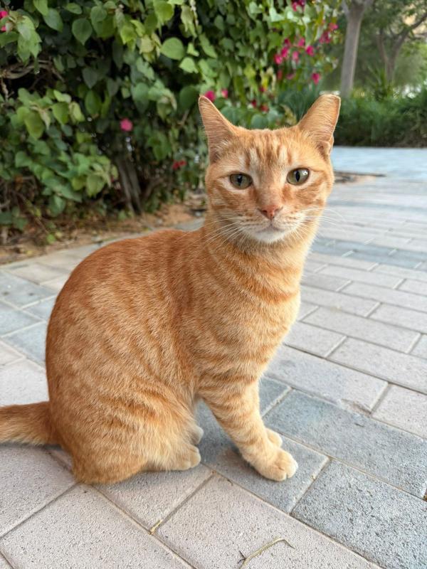 Garfield