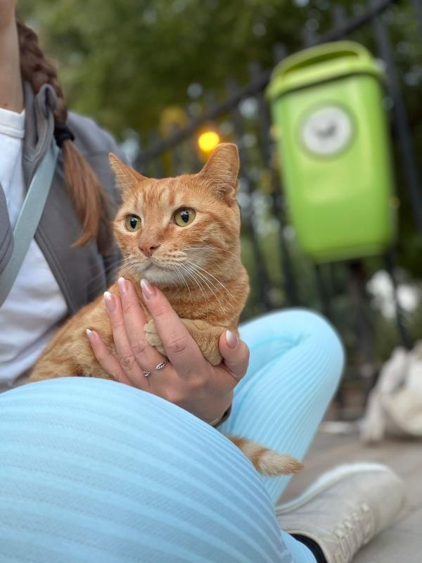 Garfield