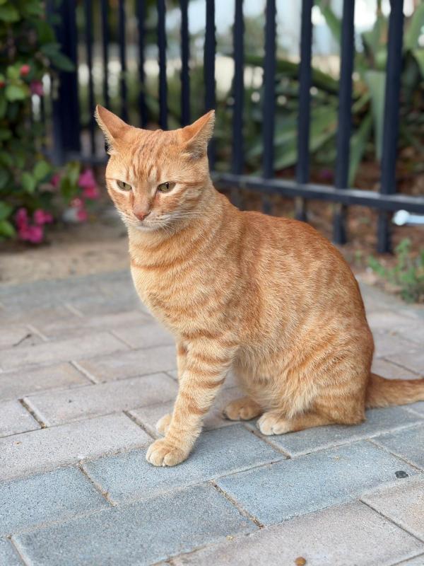 Garfield