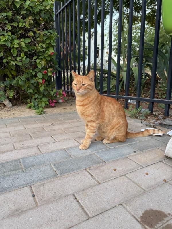 Garfield