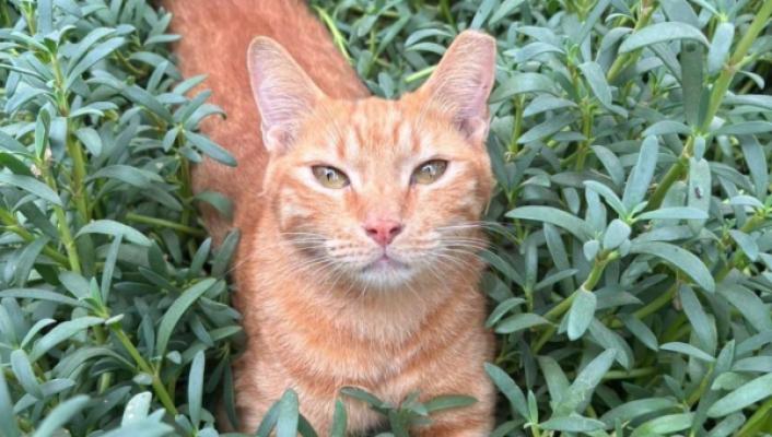Garfield