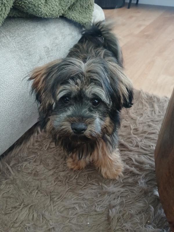 Rambo