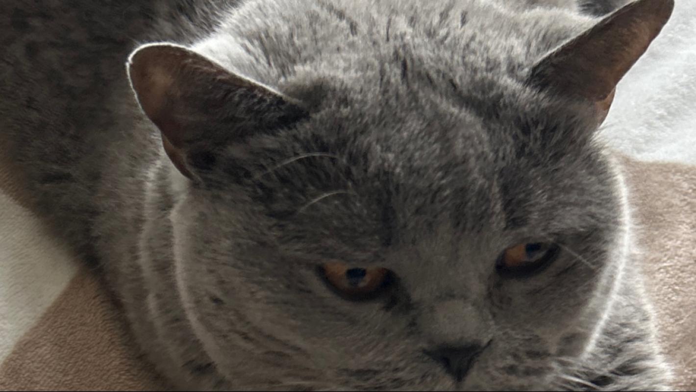 Bastet
