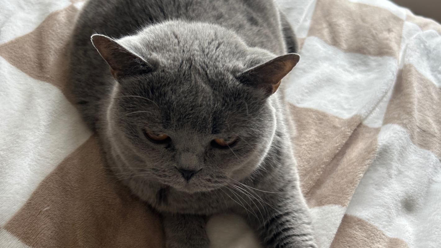 Bastet