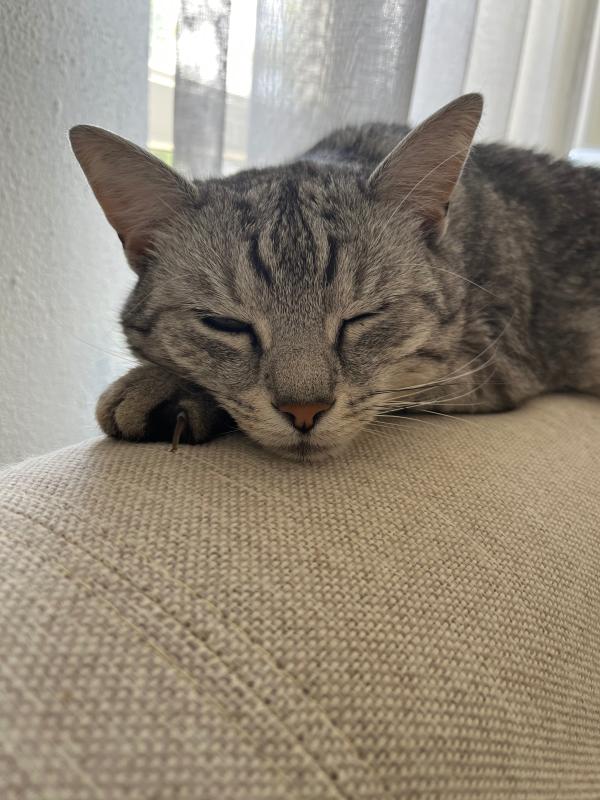 Bella