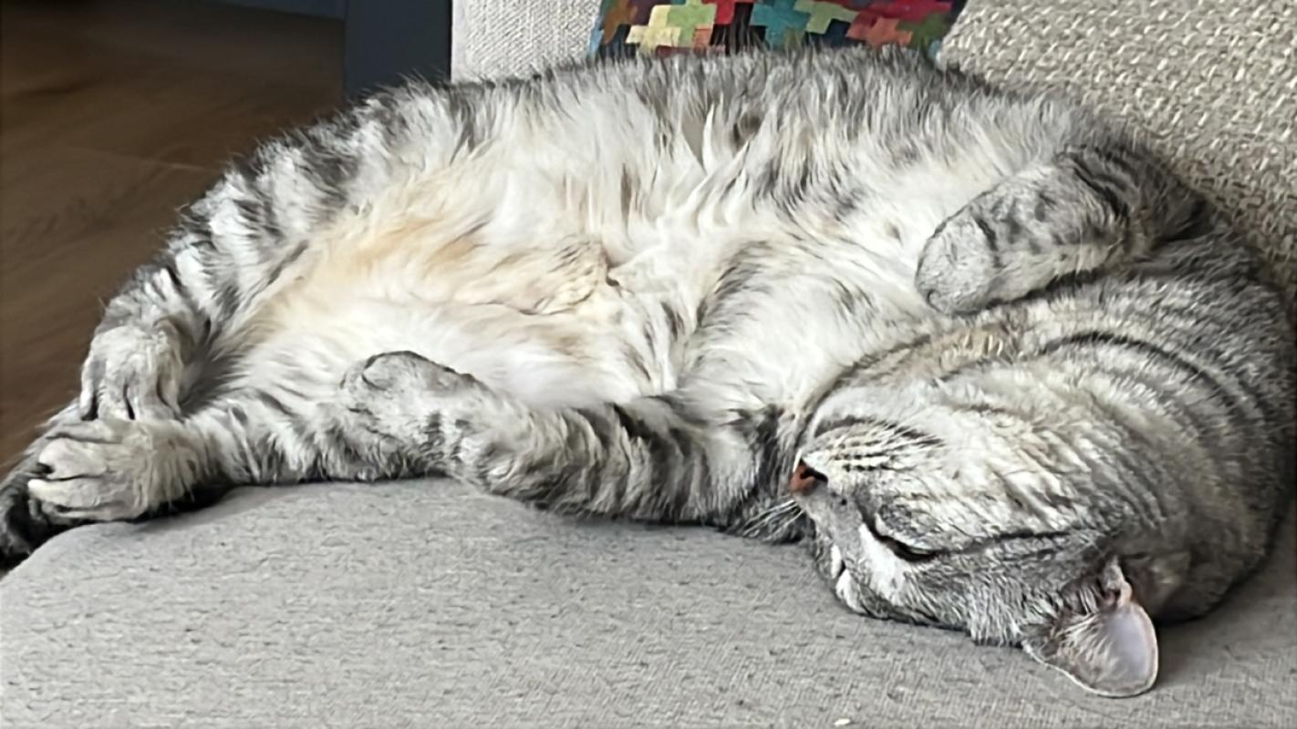 Bella