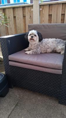Snoopy