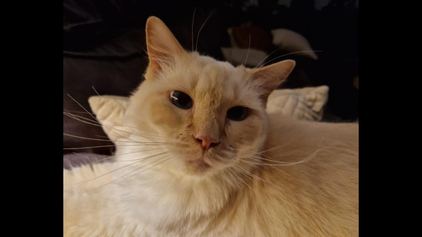 Floki