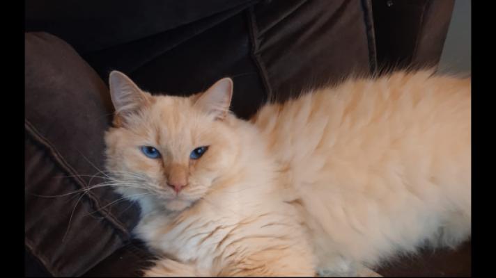 Floki