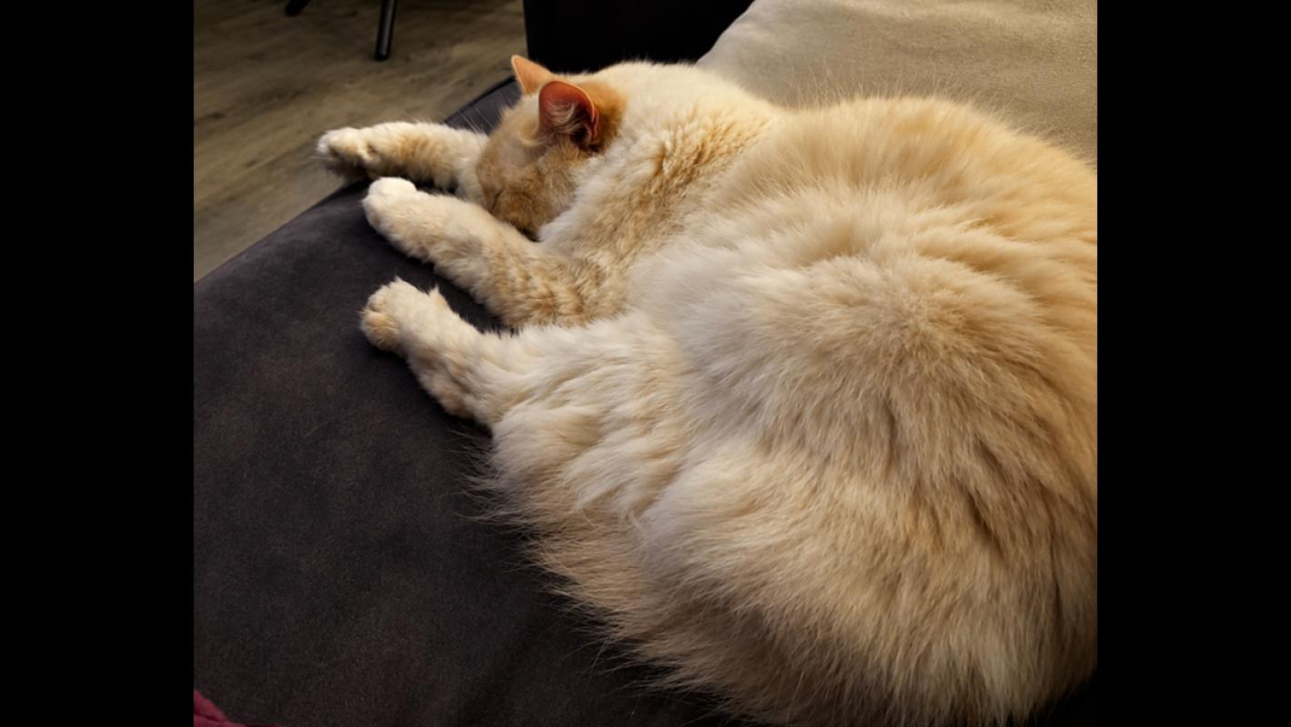 Floki