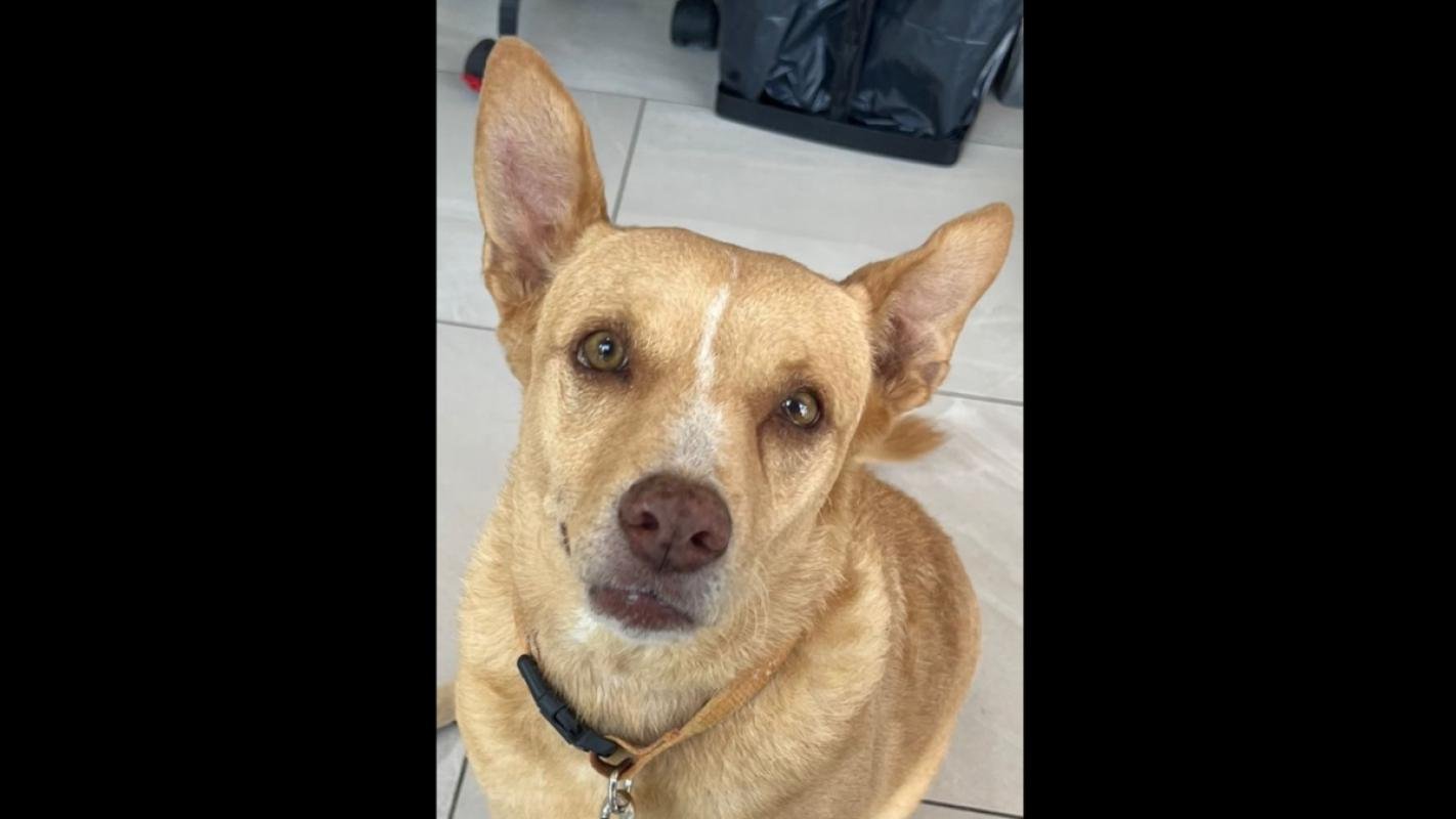 Lulu