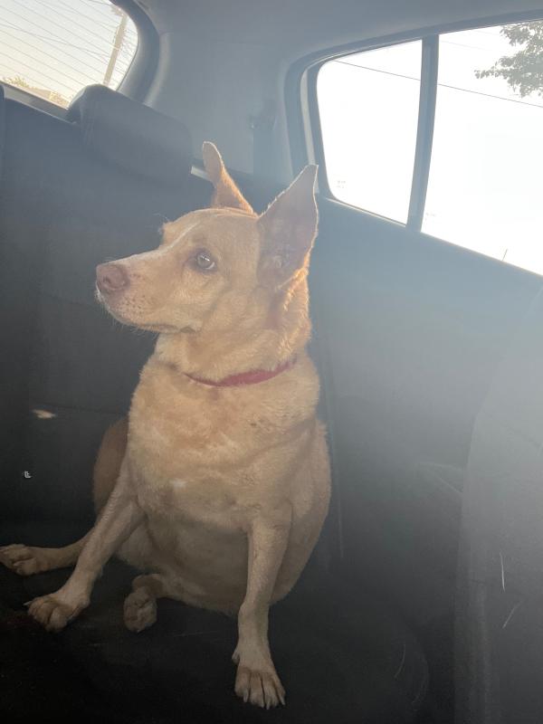 Lulu