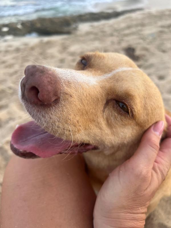 Lulu