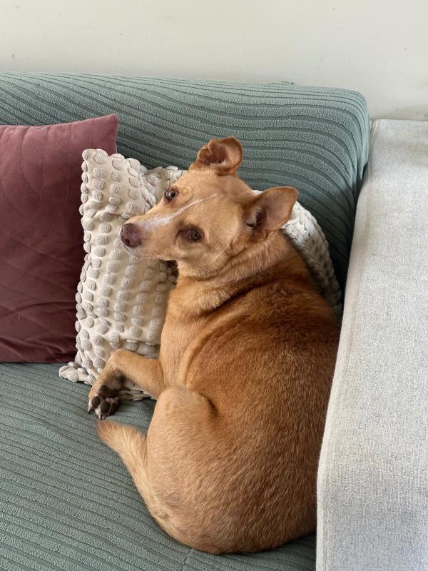 Lulu