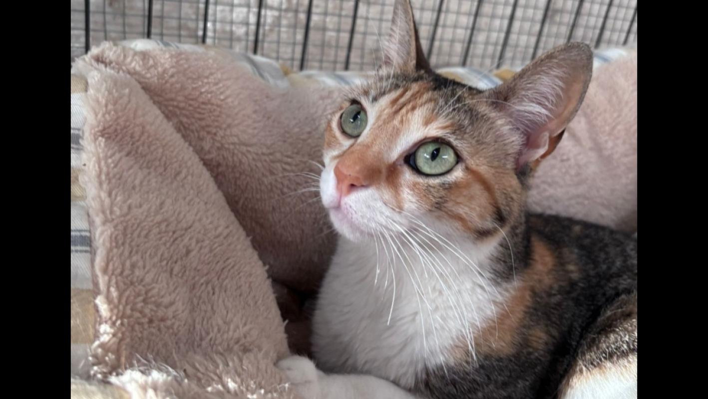 Lila