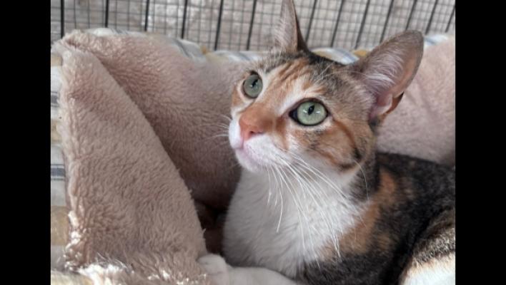 Lila