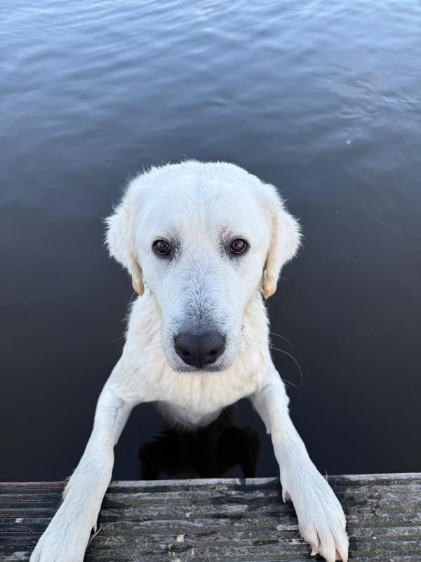 Rambo