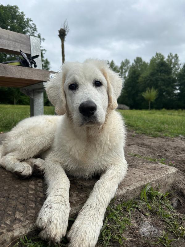 Rambo