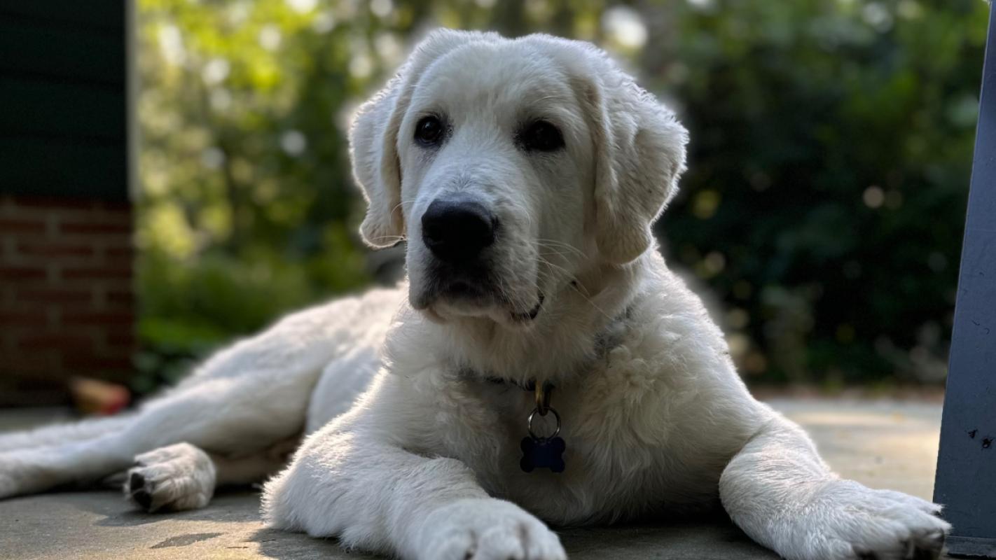 Rambo