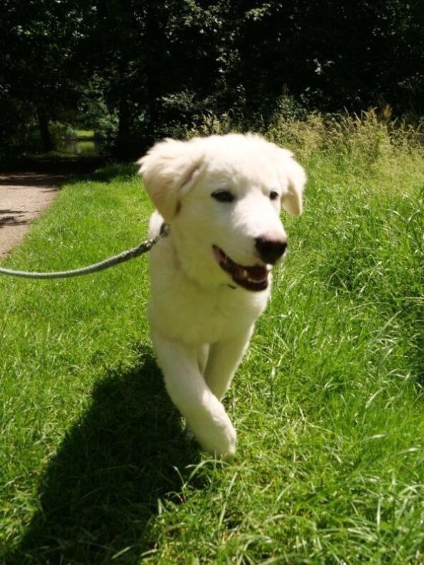 Ollie
