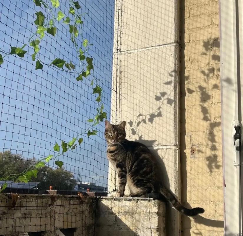 Nala